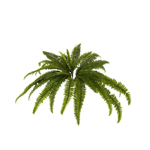 Boston Fern Bush F237