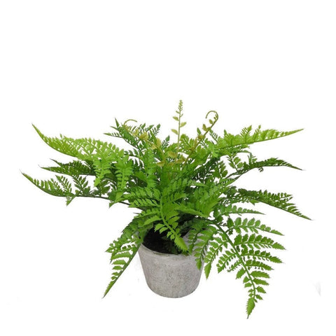 Fern in Pot 36cm