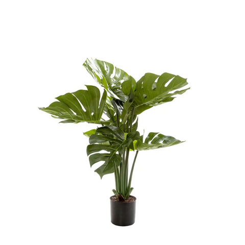 Monstera Split Philo Potted 63cm