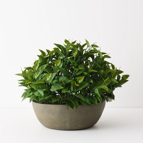 Philodendron Plant in Bowl
