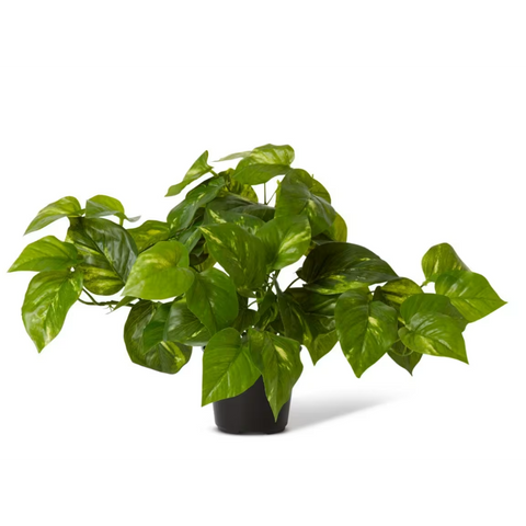 Pothos Golden Potted - Artificial Plant