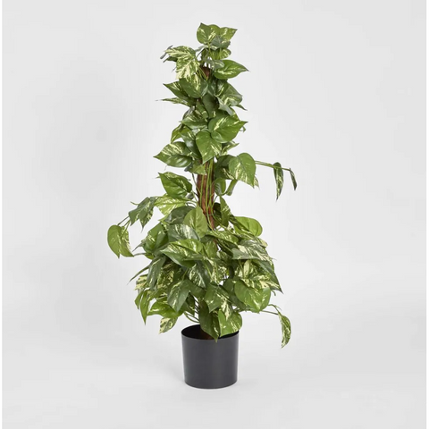 Pothos Vines on Coconut Pole - Artificial Plant (90cm)