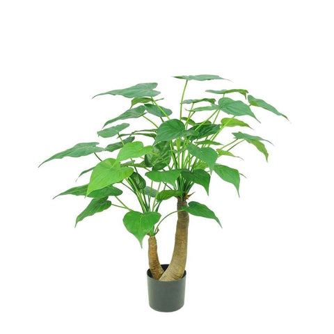 Alocasia Cucullata Tree - 95cm