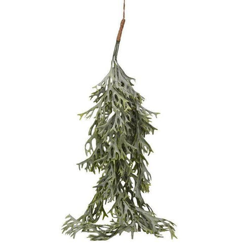 Hanging Staghorn Leaf Bunch