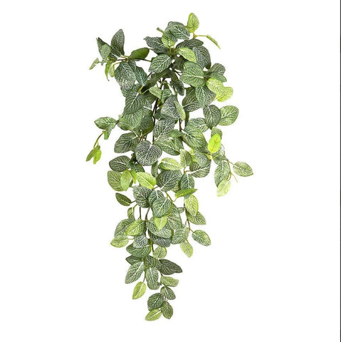 Peperoni Hanging Bush in Pot (40cm)