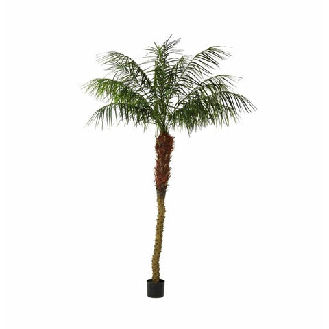 Phoenix Palm - 2.1m Floorstock AS IS