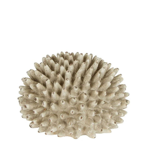 Rustic Urchin Flower