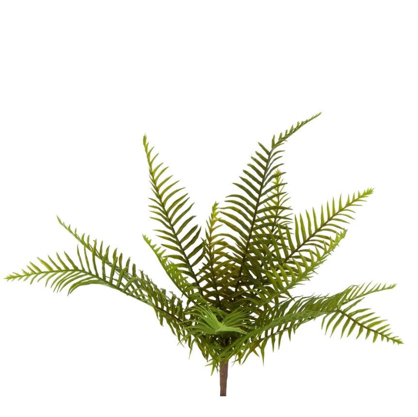 best-outdoor-furniture-Boston Fern Bush 45cm