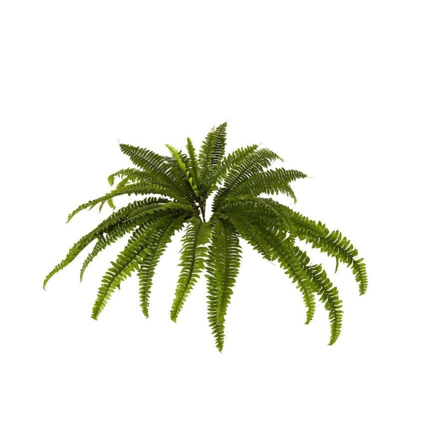 best-outdoor-furniture-Boston Fern Bush F237