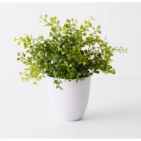 Boxwood Plant - Artificial Plant (28cm H)