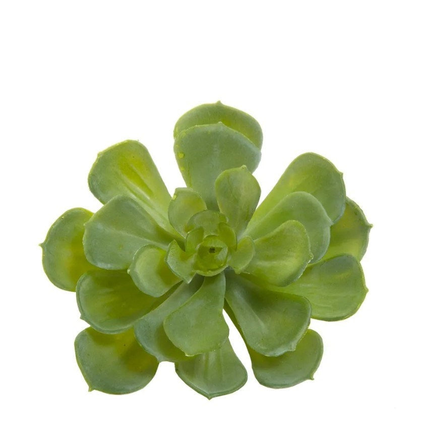 best-outdoor-furniture-Echeveria 10cm Green