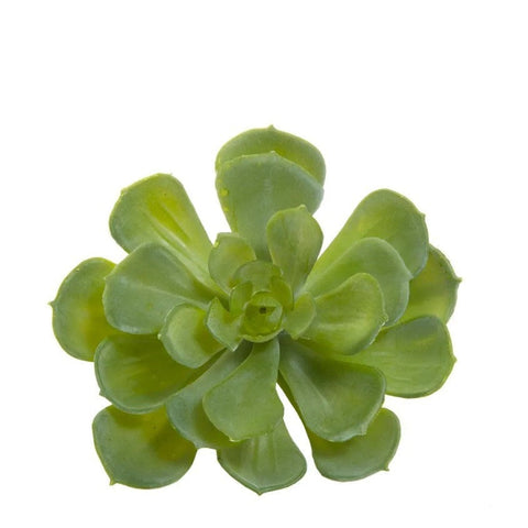 Echeveria 10cm Green