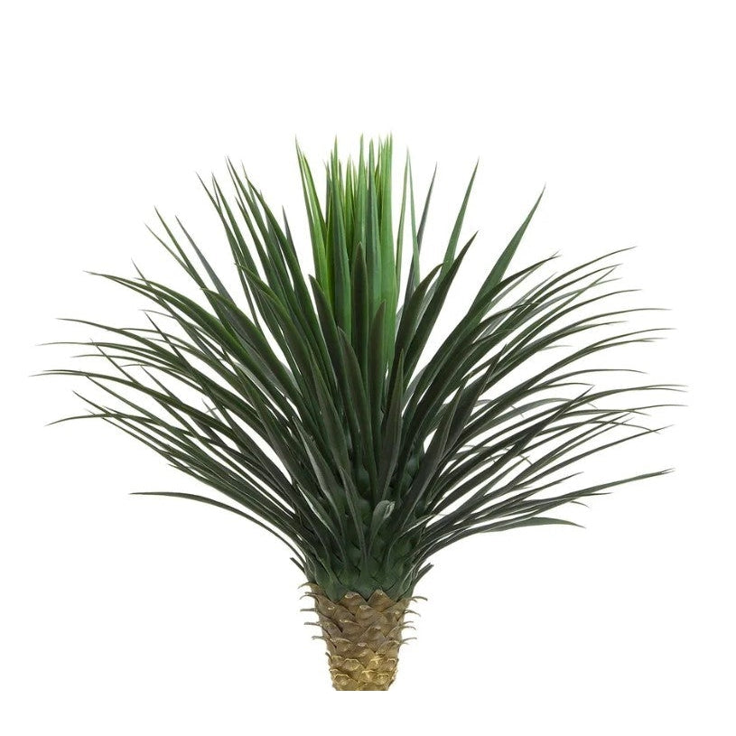 best-outdoor-furniture-Giant Yucca Rostrata 78cm