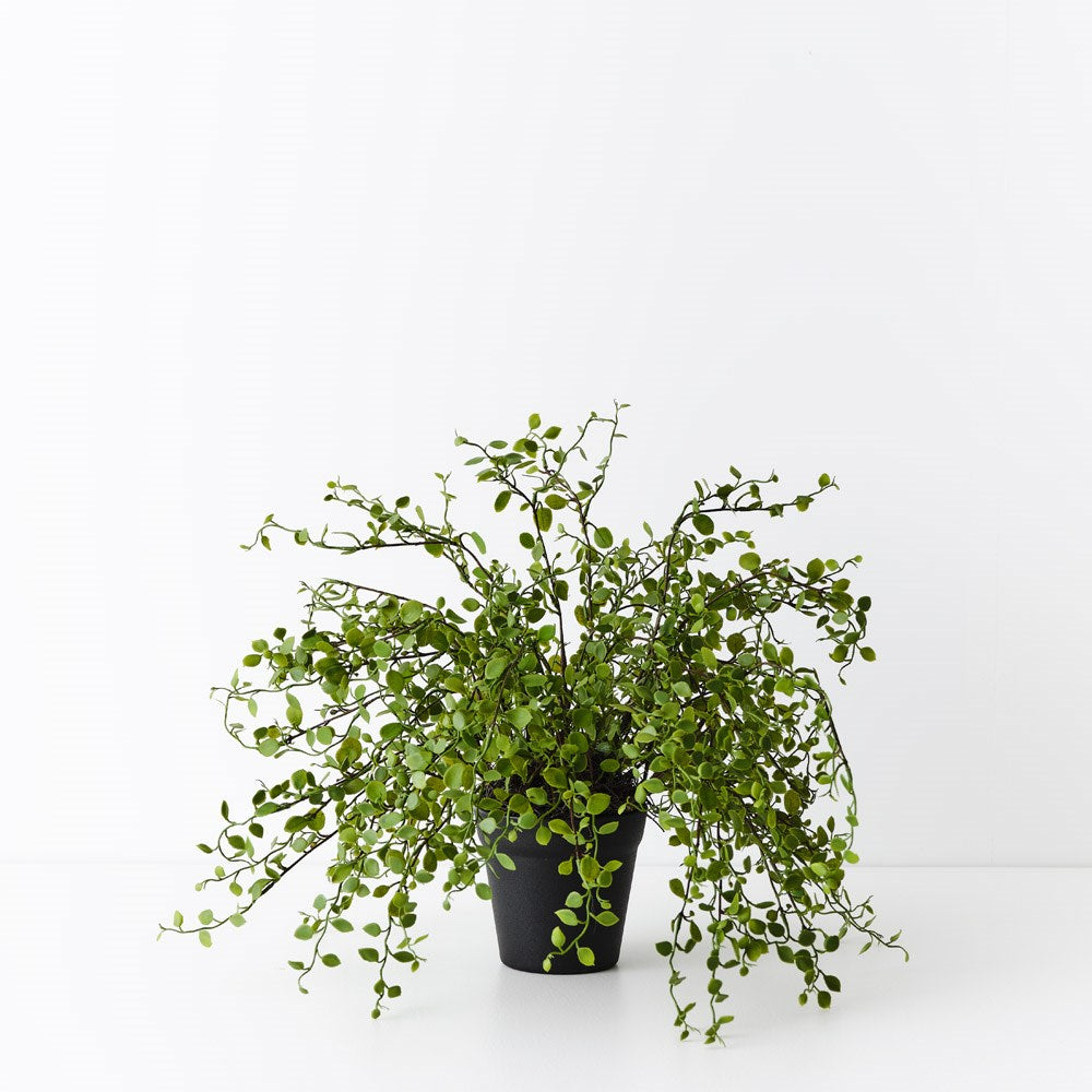 Maidenhair Vine Plant