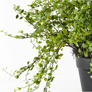 best-outdoor-furniture-Maidenhair Vine Plant - Artificial Plant