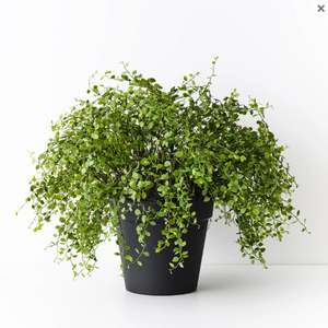 best-outdoor-furniture-Maidenhair Vine Plant - Artificial Plant