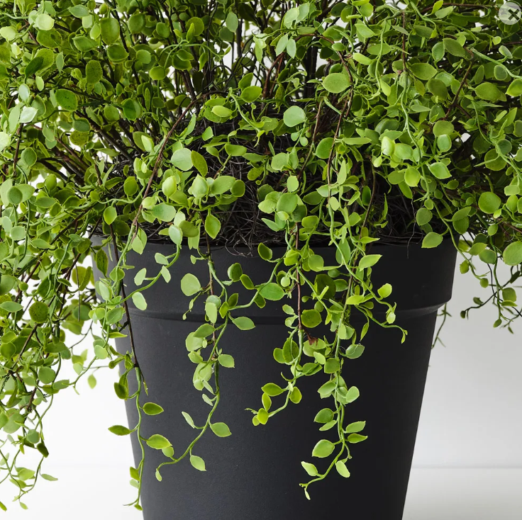 indoor vine plants australia Maidenhair Vine Plant - Artificial Plant