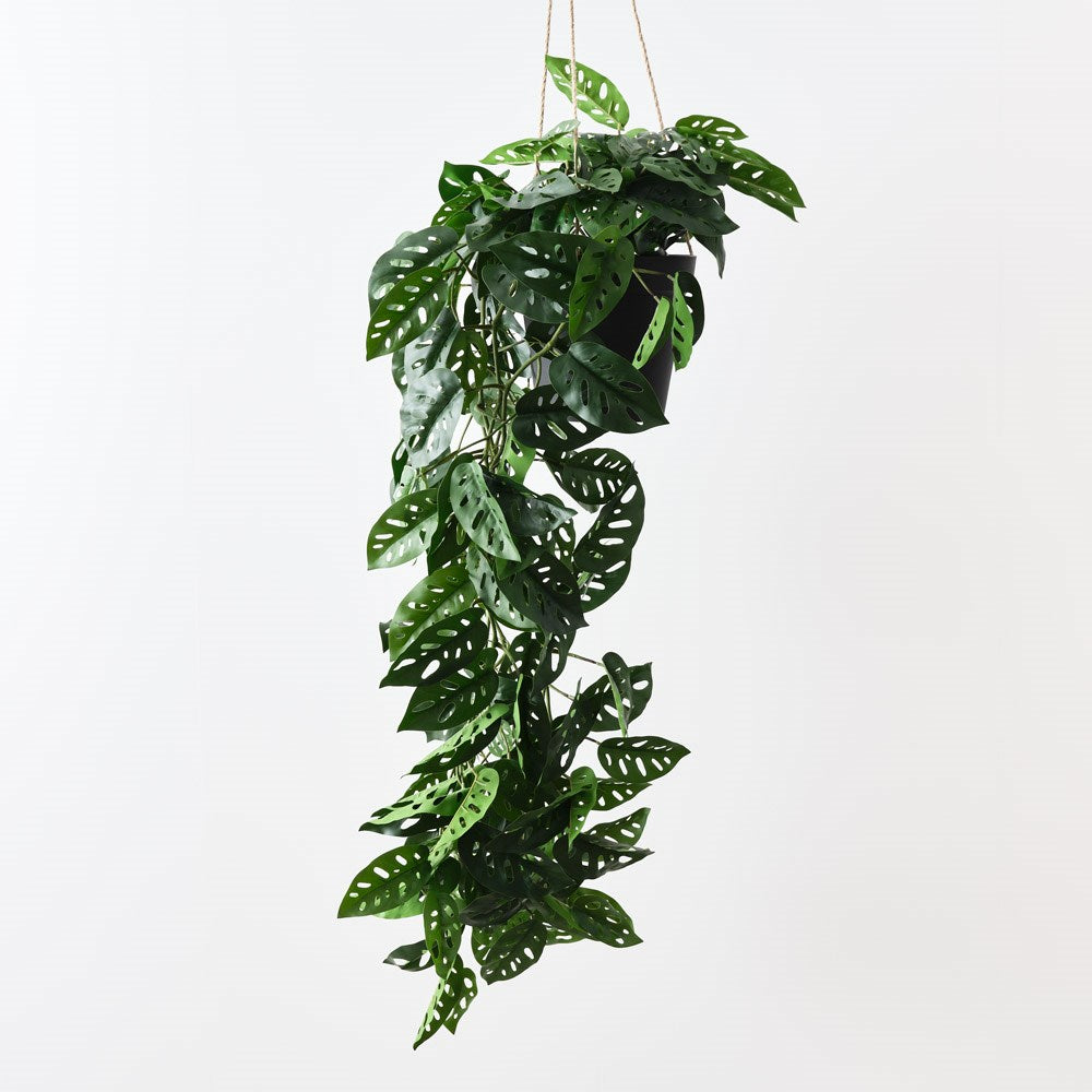 best-outdoor-furniture-Monstera Adansonii Hanging Plant