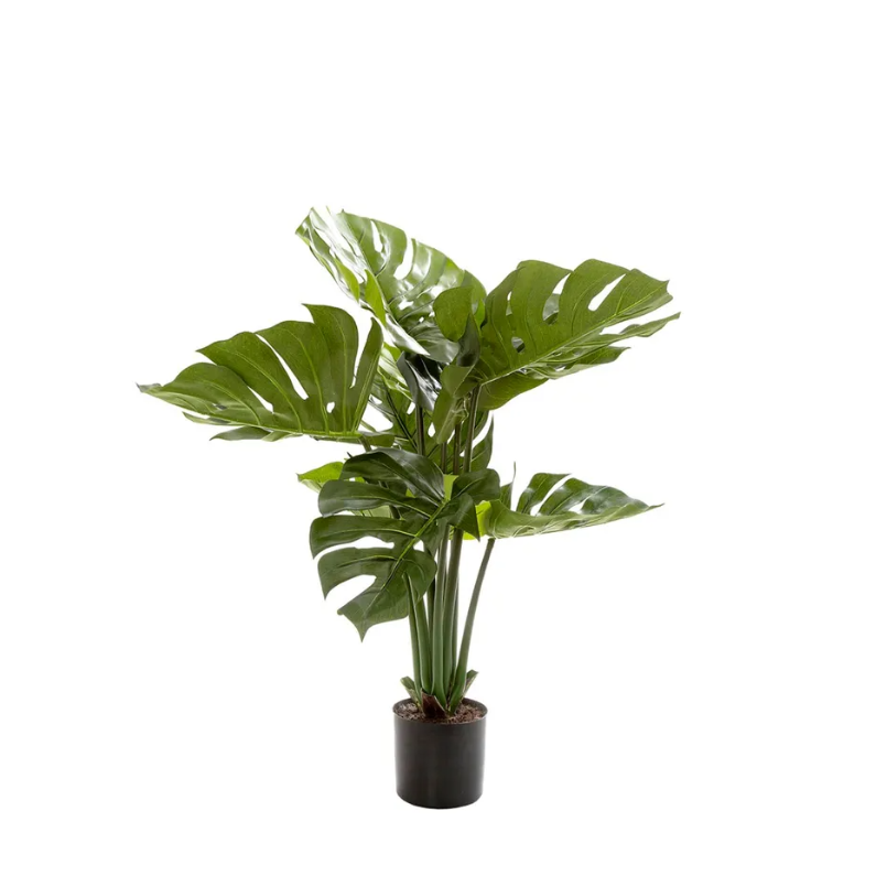 best-outdoor-furniture-Monstera Split Philo Potted 63cm