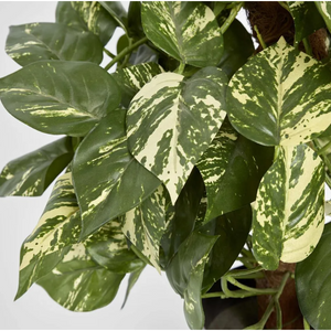 Pothos Vines on Coconut Pole - Artificial Plant (90cm)