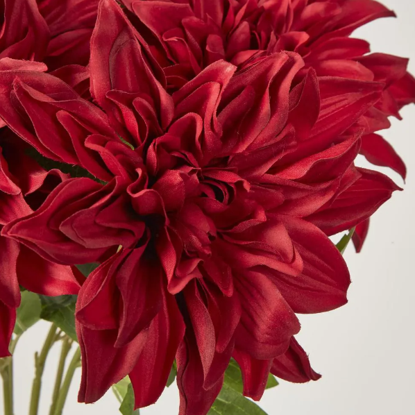 Red Dahlia Bush x 5