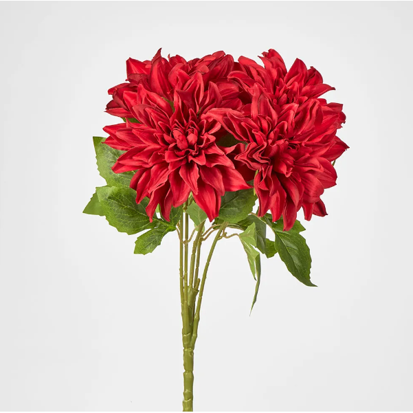 Red Dahlia Bush x 5