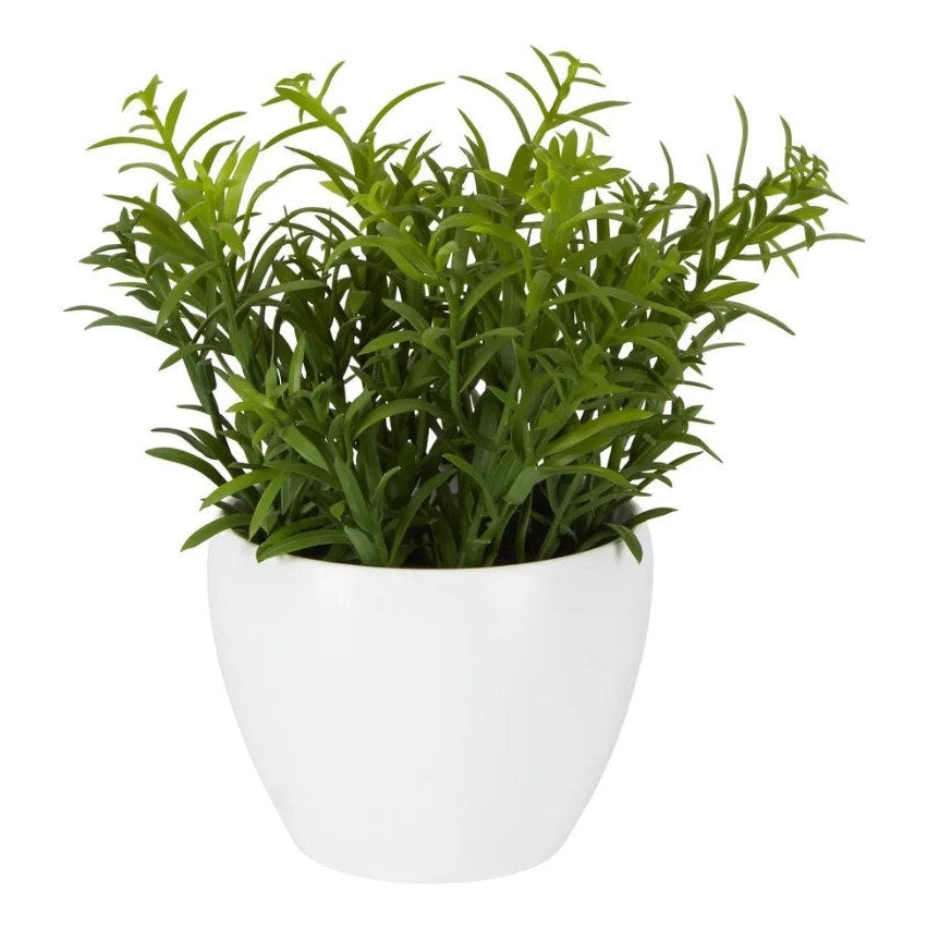 Sedum in White Melamine Pot