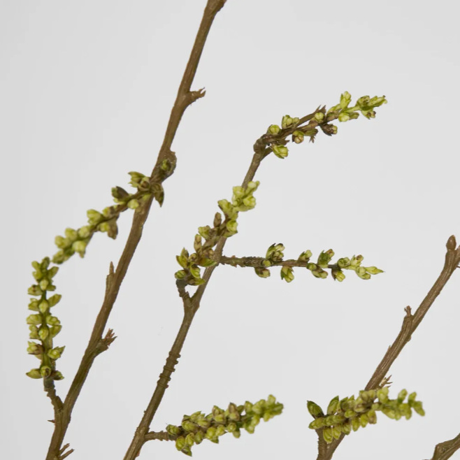 best-outdoor-furniture-Stachyurus Spray