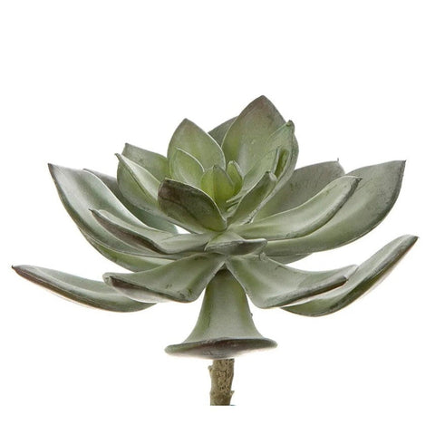 Succulent Pearl Pick 15cm Grey