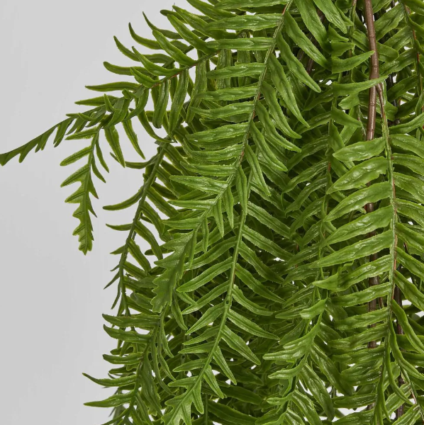 best-outdoor-furniture-Sword Fern Hanging Bush