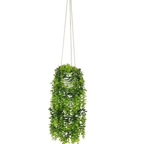 Hanging Green Plant in White Pot (100cm)