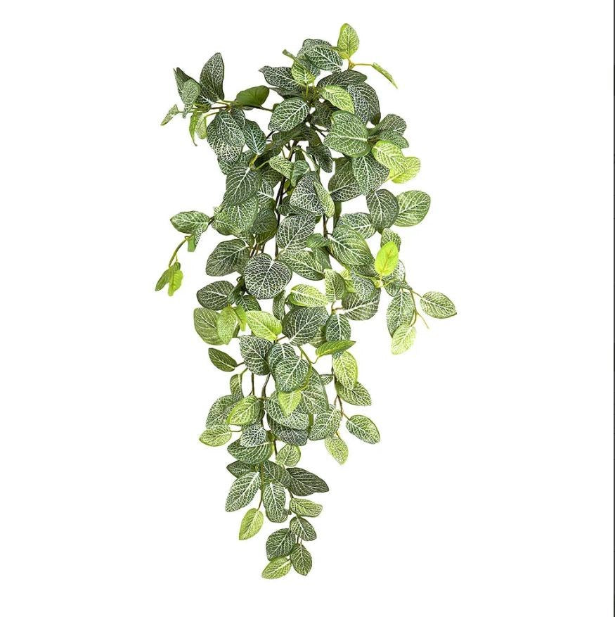 Peperoni Hanging Bush in Pot 40cm