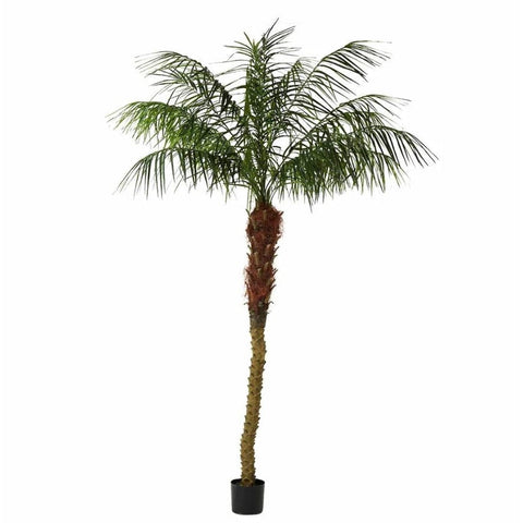 Phoenix Palm - 2.4m