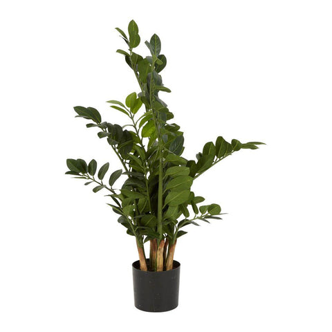 Smargago Plant (90cm)